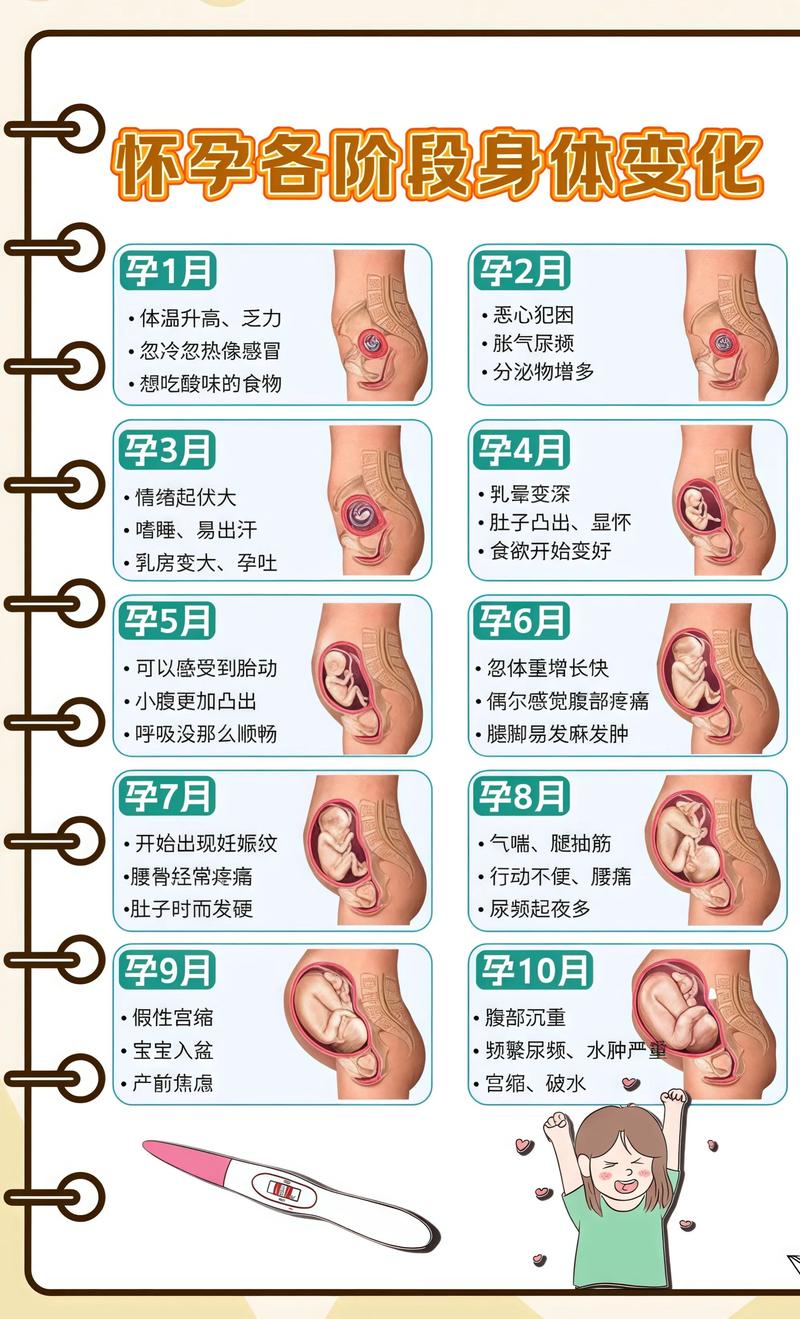 揭秘供卵代孕妈妈怀孕小腹分两节，孕期变化的奥秘青浦代生机构:
